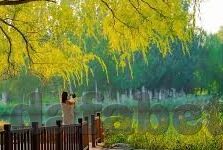 足球比分网首页-足球比分网首页，球迷的实时信息枢纽与赛事体验新窗口